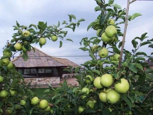 Maetok Country Club Ξενοδοχείο Petrovo Εξωτερικό φωτογραφία